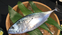 旨いはもちろんモチモチなのにとろける食感、養殖魚の新星スマ！！ のトップ画像