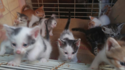 沖縄県で増える猫の多頭崩壊を未然に防ぎたい！！ のトップ画像