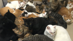 猫の保護、シェルターを作り殺処分をできるだけ減らしたいです。 のトップ画像