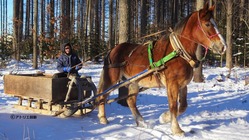 人と馬との共生を目指して 希少馬 由美子の観光馬車を走らせたい!! のトップ画像