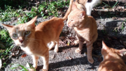 空き家に捨てられ栄養失調の猫達を保護する猫舎と不妊手術ワクチンを のトップ画像