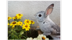 うさぎの命を守りたい のトップ画像