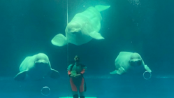 スマホ、タブレットでみんなを幸せにしたい のトップ画像