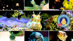楽しく学べる！ヨコハマおもしろ水族館～生き物たちからのヘルプ～ のトップ画像