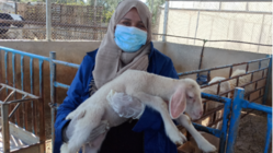 私の名前はタグリード　羊を守り、ガザの女性の暮らしを守りたい のトップ画像