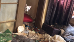 必死で生き延びている猫たちを助けたい！多頭飼育崩壊救済活動に力を。 のトップ画像