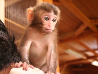 動物たちを癒す大内山動物園！保護した仔猿の住み家を建てたい！ のトップ画像