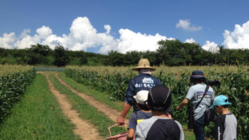 耕作放棄地を再生して、白いとうもろこしの畑を作りたい！ のトップ画像