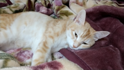 猫免疫不全、伝染性腹膜炎を発症してるタロウをどうか助けて下さい。 のトップ画像