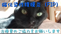 猫伝染性腹膜炎(FIP)の黒猫しっぽを助けてください！