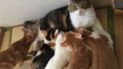 保護猫14匹の為のマイハウスを造りたい のトップ画像