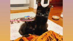 野良猫兄弟の病気を治して、里親を探す！！ のトップ画像