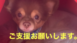 【お願い】僧帽弁閉鎖不全形成術の手術費用のご支援をお願い致します のトップ画像