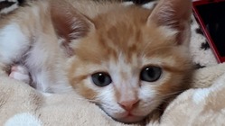 33匹の保護猫。検査・治療費、避妊去勢手術費のご支援をお願いします のトップ画像