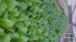 日本の農業を守るために若い世代が参入しやすい環境を作りたい のトップ画像