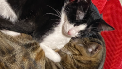 1匹でも多く幸せに のトップ画像