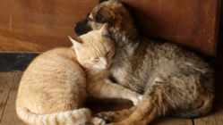 穏やかに最期を迎えられる施設設立ため一般社団法人を立ち上げたい のトップ画像