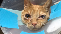 イタチに襲われた仔猫 〜翔くんの治療費ご支援のお願いです！ のトップ画像