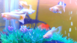 熱帯魚新種開発プロジェクト 【第一弾　グッピー】 のトップ画像