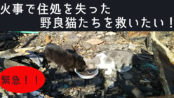 火事で行き場を失った猫たちを救いたい！ のトップ画像