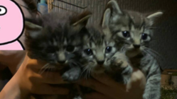 野良猫０プロジェクト！！ のトップ画像