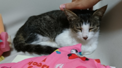 しばらく野良猫として頑張ってきた野良猫ちゃんの避妊手術代 のトップ画像