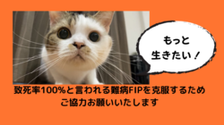 猫伝染性腹膜炎(FIP)を発症したぽてとを助けたい。 のトップ画像