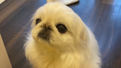 マリンを救いたい！ のトップ画像