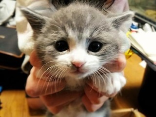 ～ライブチャットで里親探し配信～保護猫を生涯安心の生活へ！ のトップ画像