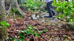 未登録の熊野古道を修復し、世界遺産候補にしたい！ のトップ画像