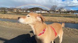 元・供血犬『シロちゃん』治療費支援 のトップ画像