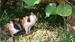 第7弾石垣島の捨てられた猫たちに治療を受けさせたい のトップ画像