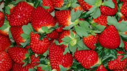 食品ロスを減らす為ドライフルーツにして活性化させたい のトップ画像