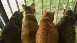 保護猫活動の資金援助 のトップ画像