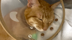 肥大型心筋症と闘病中の7歳の愛猫れつを助けてください。 のトップ画像