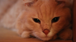 猫伝染性腹膜炎(FIP)を「不治の病」でなくすために
