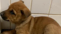 山口県から殺処分を無くす！ のトップ画像