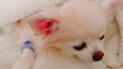 ティティ9歳の子宮蓄膿症手術と炎症治療費をお願いします！ のトップ画像