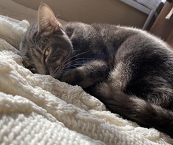 幼い命を救いたい〜FIP(猫伝染性腹膜炎)と診断された愛猫ココア〜 のトップ画像