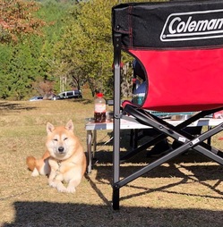 ワンちゃんとキャンプを楽しもう！ のトップ画像