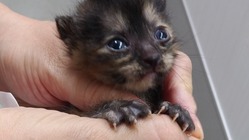 保護頭数の増加対応の為の、備品購入費の支援をお願い致します！ のトップ画像