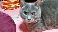 眼球摘出手術を受けさせてあげたい！ のトップ画像