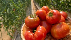 希少品種「デリシャストマト」の糖度計を導入したい！ のトップ画像