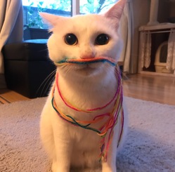 難病の猫を救いたい！！奇跡をおこしたい！時間がありません のトップ画像