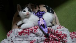 肥大型心筋症の保護猫ちゃんにご支援をお願いいたします のトップ画像