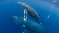 沖縄の海で鯨の親子を空撮するぞ。