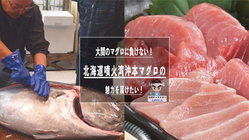大間のマグロに負けない！ 北海道噴火湾沖本マグロの魅力を届けたい！ のトップ画像
