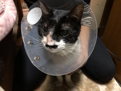 チップ(愛猫)を延命をさせたい（最新の治療法の臨床研究に挑戦） のトップ画像