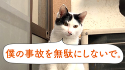 キャットウインク（猫のロードキルを防ぐ新しいサイン）の提案 のトップ画像