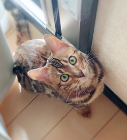 【致死率ほぼ１００%】FIPにかかってしまったノアを助けてください のトップ画像